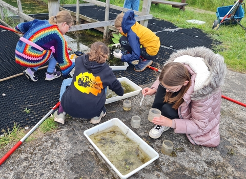 Pond dipping Magor Marsh