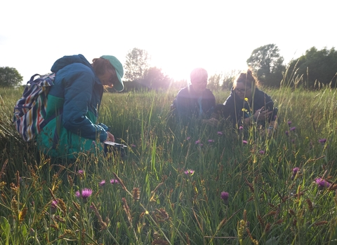 Wildlife recording in meadow
