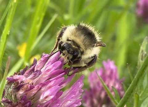 A shrill carder bee on red clover taken at Bridewell Common