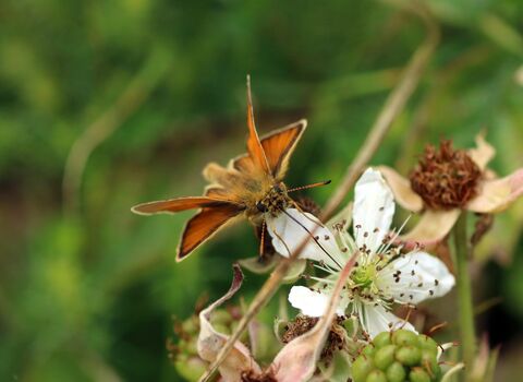 An Essex skipper on a bramble flower. It's a small, orange butterfly with  black-tipped antennae