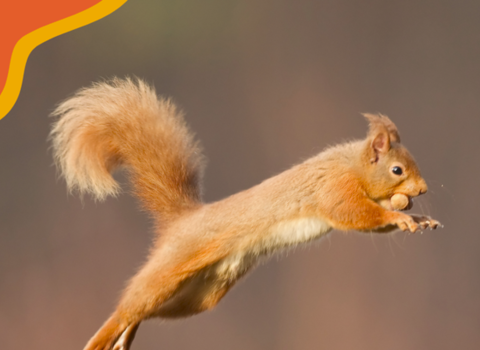 30 days wild squirrel promo