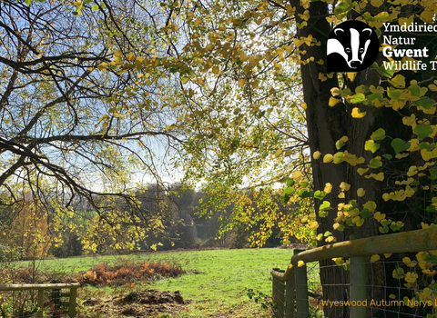 A view of Wyeswood in autumn