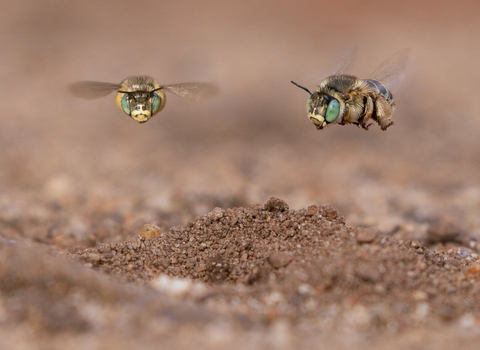 Flower bees