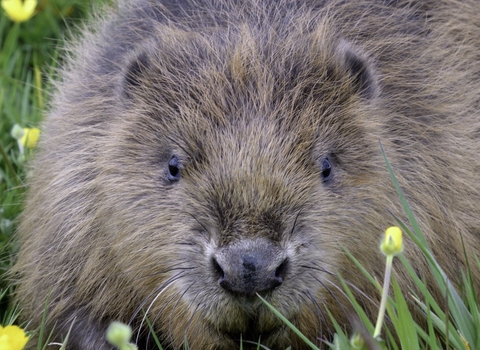 Beaver