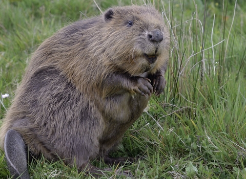 Beaver