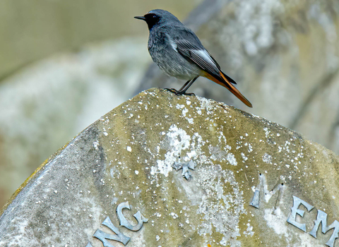 Black redstart