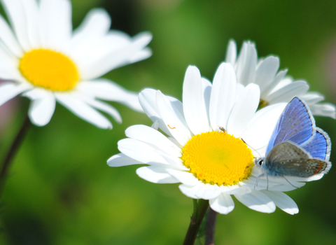Common blue butterfly on oxeye daisy