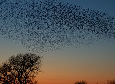 Large Starling murmuration by Danny Green/2020Vision
