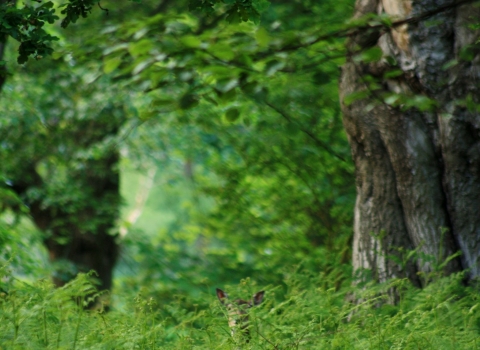 Deer hidden in long grass