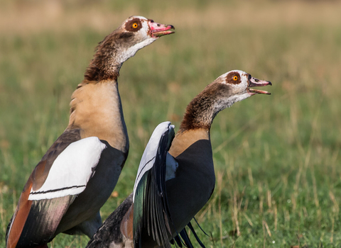 A pair of Egyptian geese standing up and calling