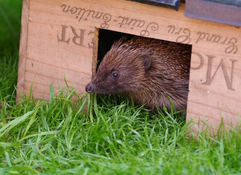 Hedgehog in feeding box