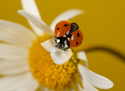 Ladybird on flower