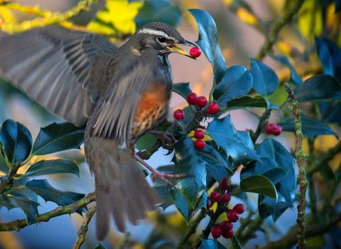 Redwing