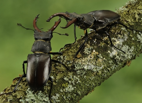 Male stag beetles