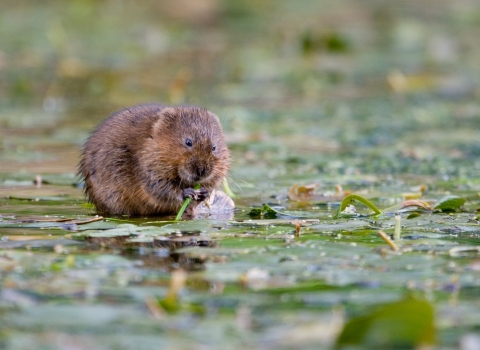 Water Vole feeding by Tom Marshall