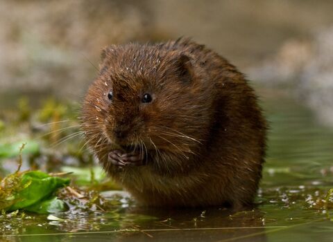 Water vole